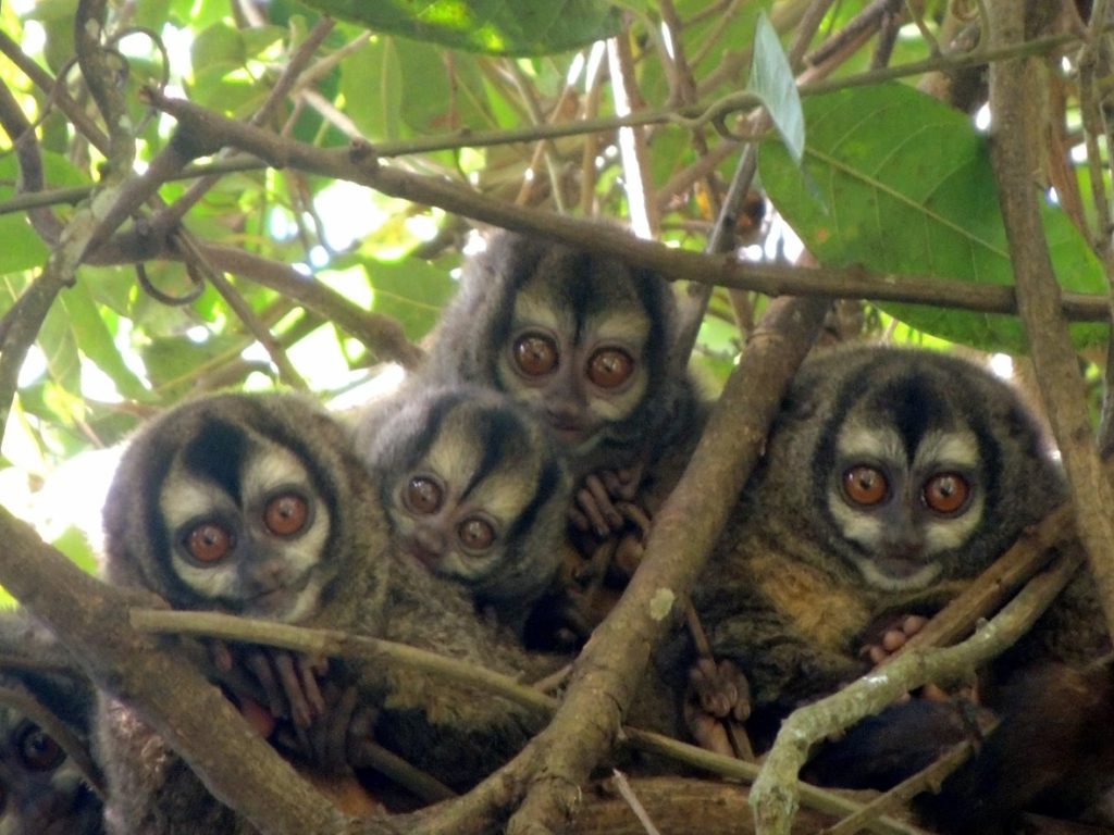Conozca aquí al Mono Nocturno Andino y el plan de manejo que adelanta la Carder para su conservación