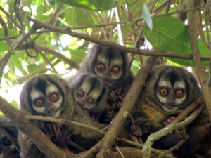 Conozca aquí al Mono Nocturno Andino y el plan de manejo que adelanta la Carder para su conservación
