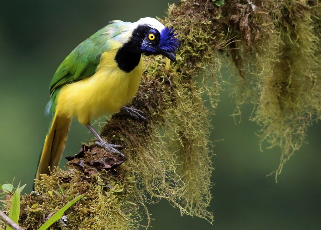El 3.er Festival de Aves de Arrayanal llenó de ciencia, cultura y comunidad a Mistrató
