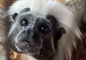 Un tití cabeciblanco entregado voluntariamente es el nuevo integrante del hogar de paso de Carder