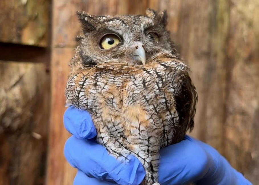 La Carder trasladó 13 individuos de fauna silvestre al Centro de Rehabilitación de Aves Rapaces San Isidro