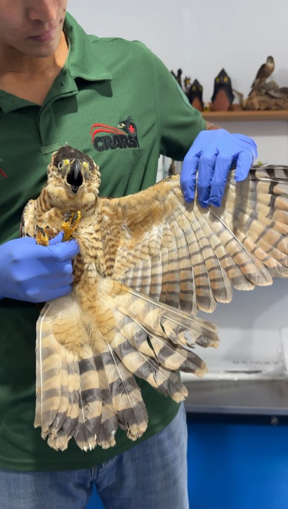 ¿Sabe usted cómo se rehabilitan las aves rapaces? Conozca aquí el proceso