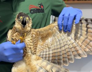 ¿Sabe usted cómo se rehabilitan las aves rapaces? Conozca aquí el proceso