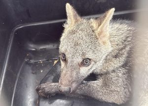 Un zorro cangrejero es el nuevo integrante reincorporado a nuestros ecosistemas