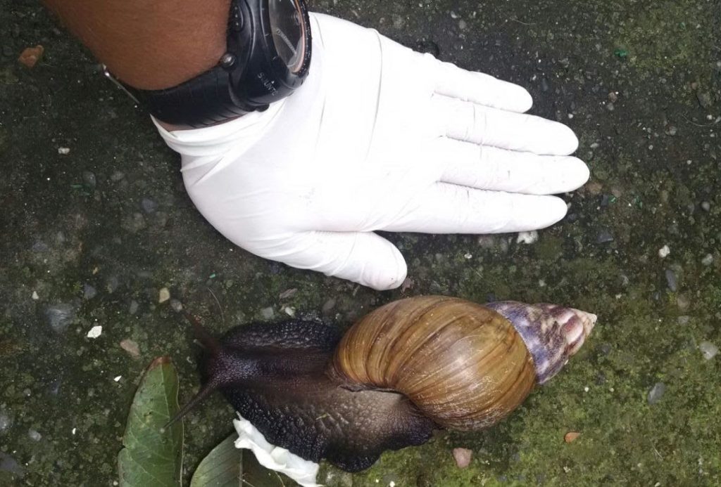 Carder activa patrulla para erradicar el caracol africano: amenaza creciente a la salud pública y los ecosistemas
