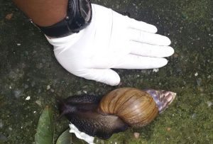 Carder activa patrulla para erradicar el caracol africano: amenaza creciente a la salud pública y los ecosistemas