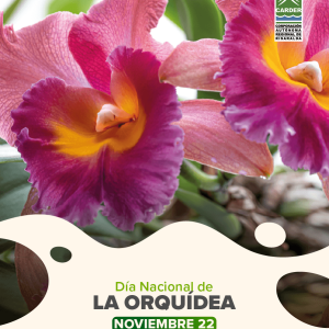 Día Nacional de la Orquídea.