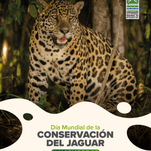 Día Mundial de la Conservación del Jaguar.