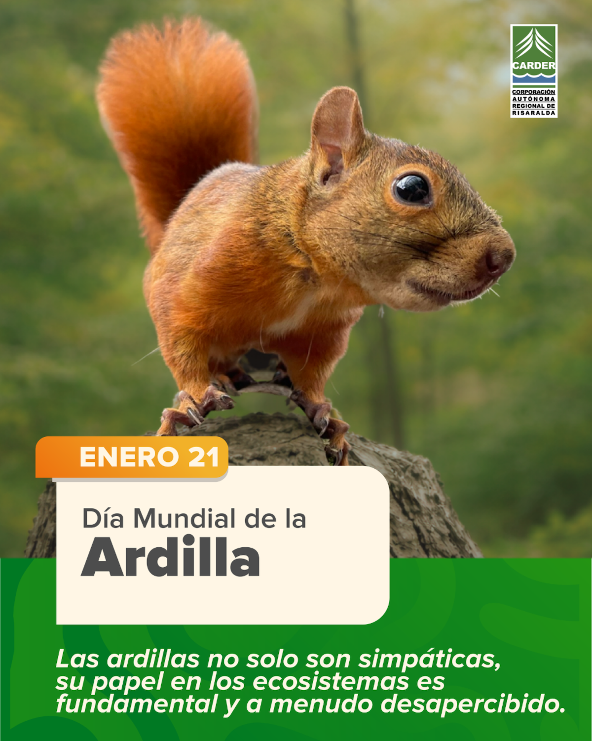 Día Mundial de la Ardilla