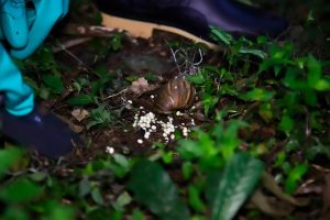 CARDER y la organización Masbosques unen esfuerzos para controlar el caracol gigante africano en Risaralda