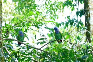 Robert Farah y la Carder se unen para fortalecer la biodiversidad en la reserva 'Sisqua'