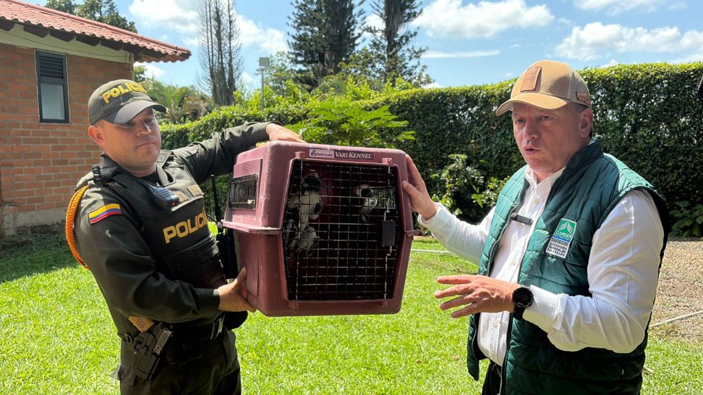 CARDER recupera tres monos Tití tras entrega voluntaria en el sector de Cerritos