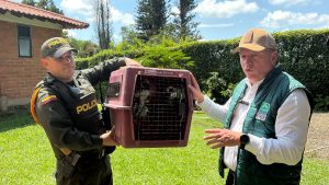 CARDER recupera tres monos Tití tras entrega voluntaria en el sector de Cerritos