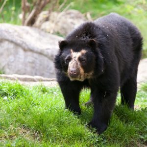 21 de febrero: Día Internacional para la Protección de los Osos, un llamado urgente a conservar sus hábitats