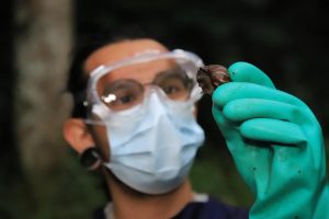 CARDER y Masbosques retiran 30 kilos de caracol gigante africano en la bocatoma de La Virginia