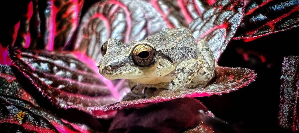 CARDER alerta sobre especies invasoras en Risaralda y refuerza acciones de control en 2026