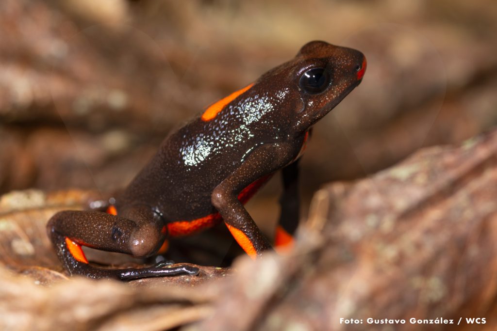Risaralda y su majestuosa riqueza en anfibios