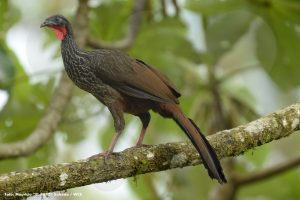 Risaralda, un territorio de aves: 900 especies y 26 que sólo existen en Colombia