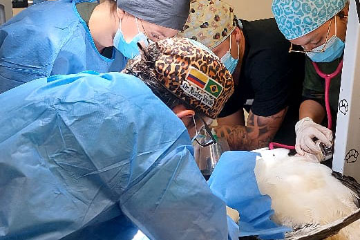 Un águila arpía herida fue recibida y atendida por la CARDER, el CRARSI, FADA, y el Bioparque Ukumarí