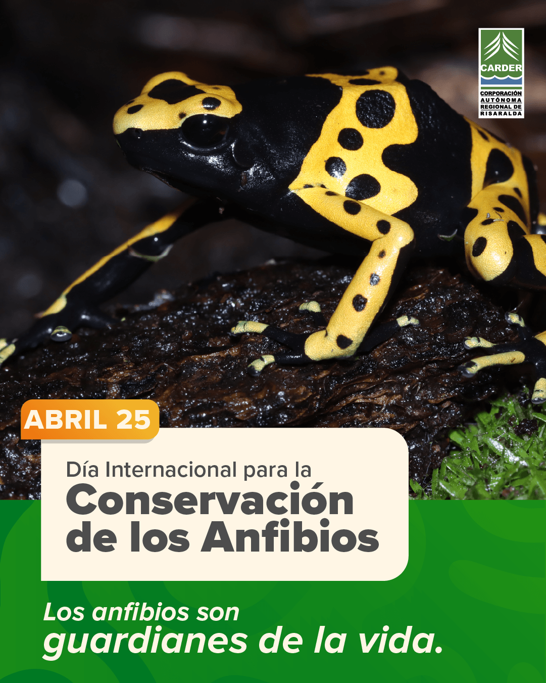 Día Internacional para la Conservación de los Anfibios