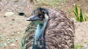 La CARDER y la Policía Ambiental rescataron un emú que permanecía en cautiverio ilegal en zona rural de Pereira