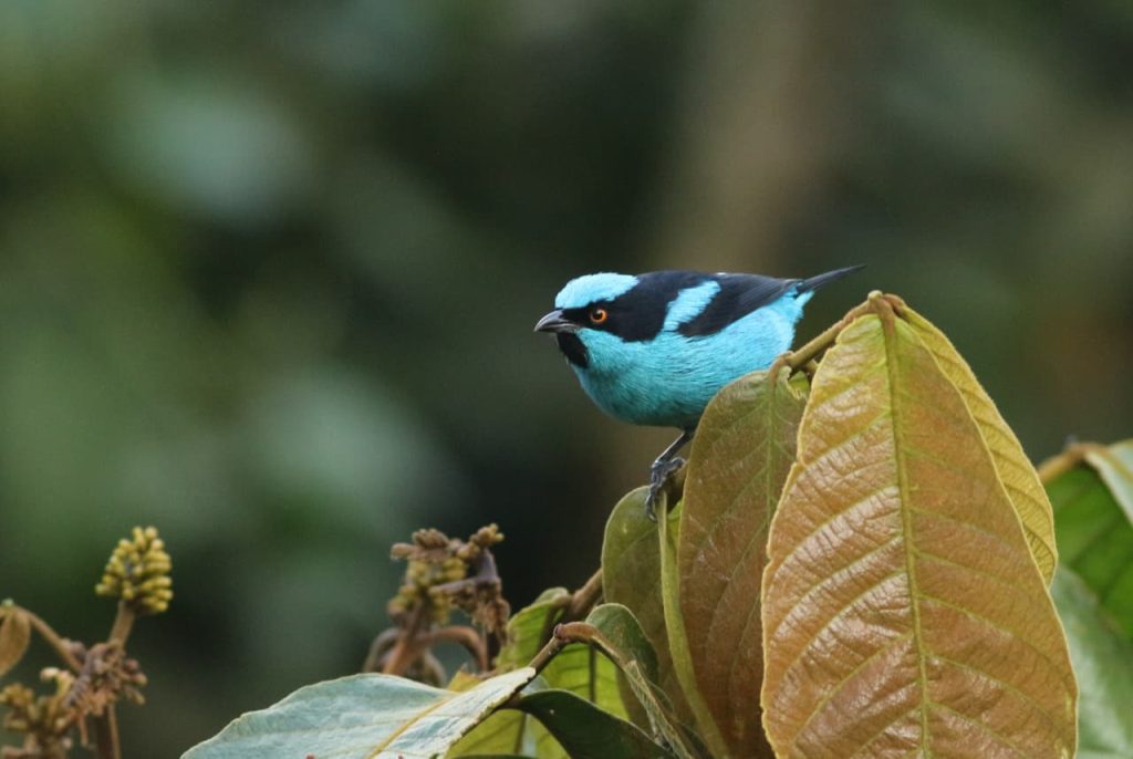 Global Big Day 2026, la mayor jornada mundial de observación de aves