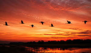 Día Mundial de las Aves Migratorias, una oportunidad para aumentar los esfuerzos para su conservación