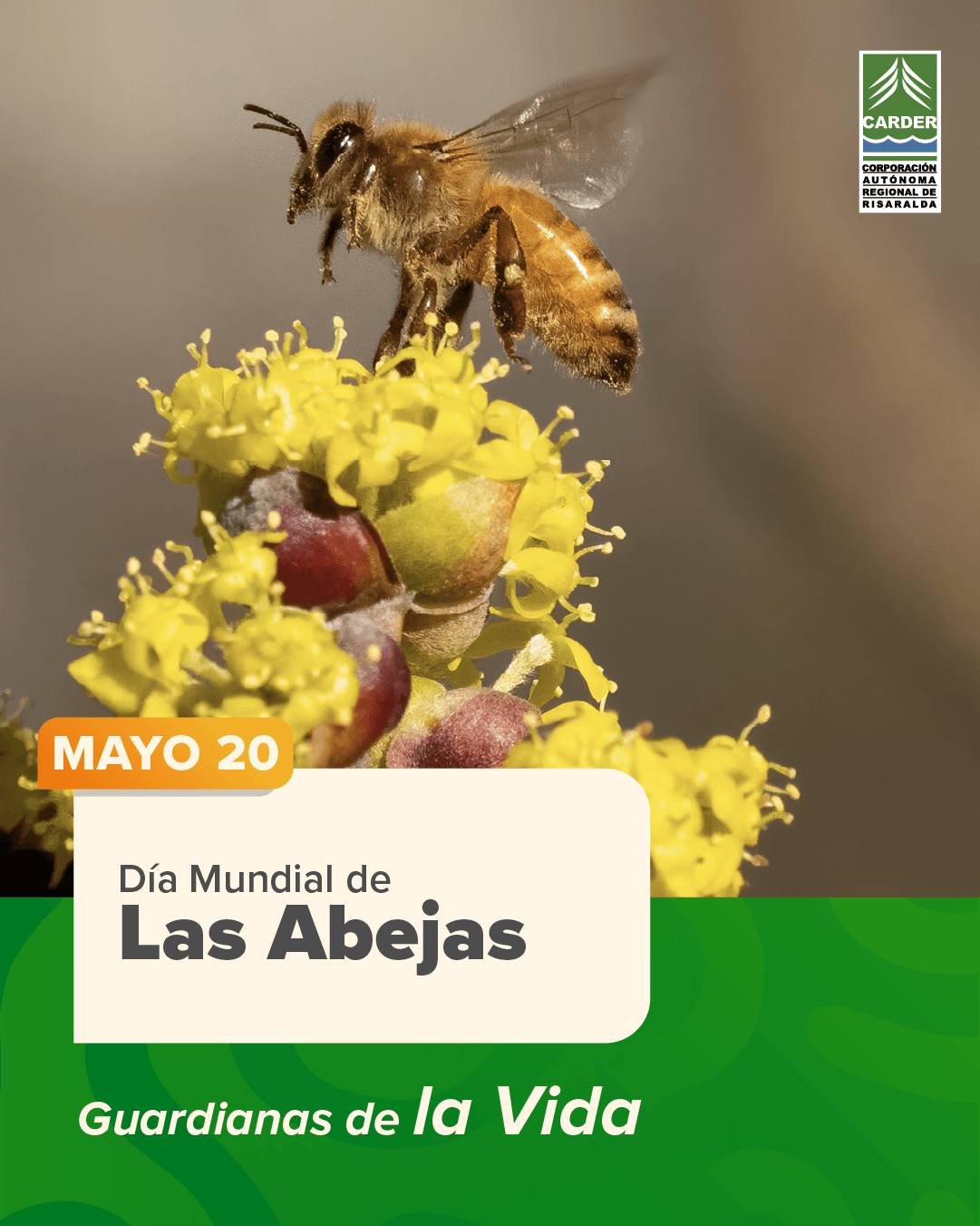 Día Mundial de las Abejas,