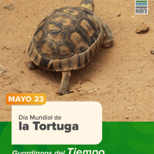 Día Mundial de la Tortuga.