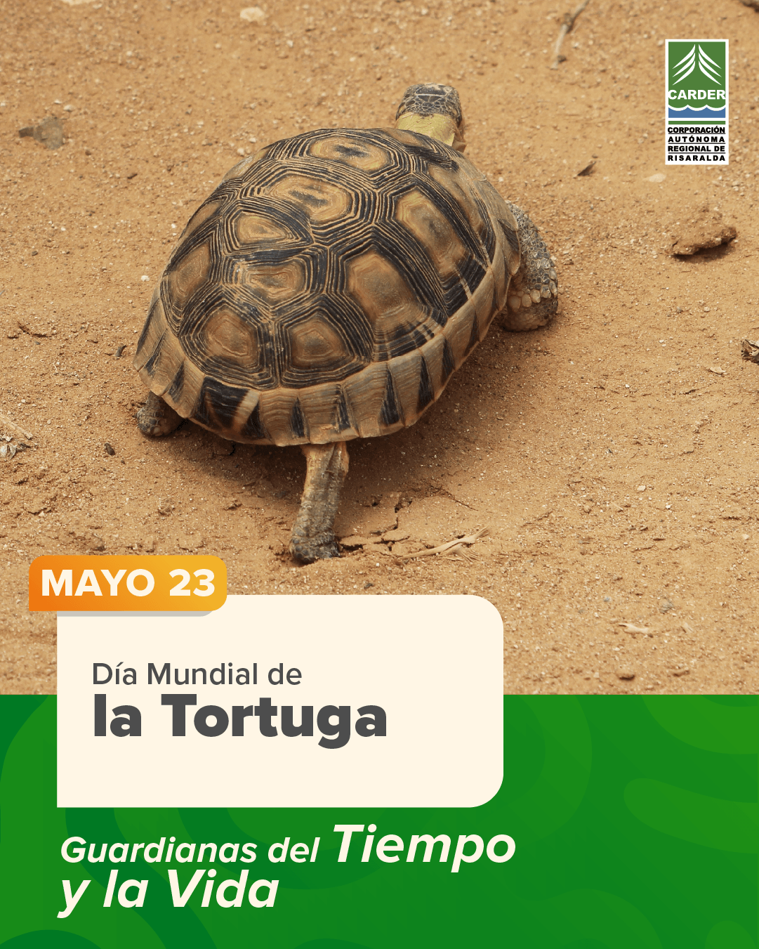 Día Mundial de la Tortuga.
