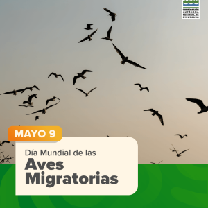 Día Mundial de las Aves Migratorias