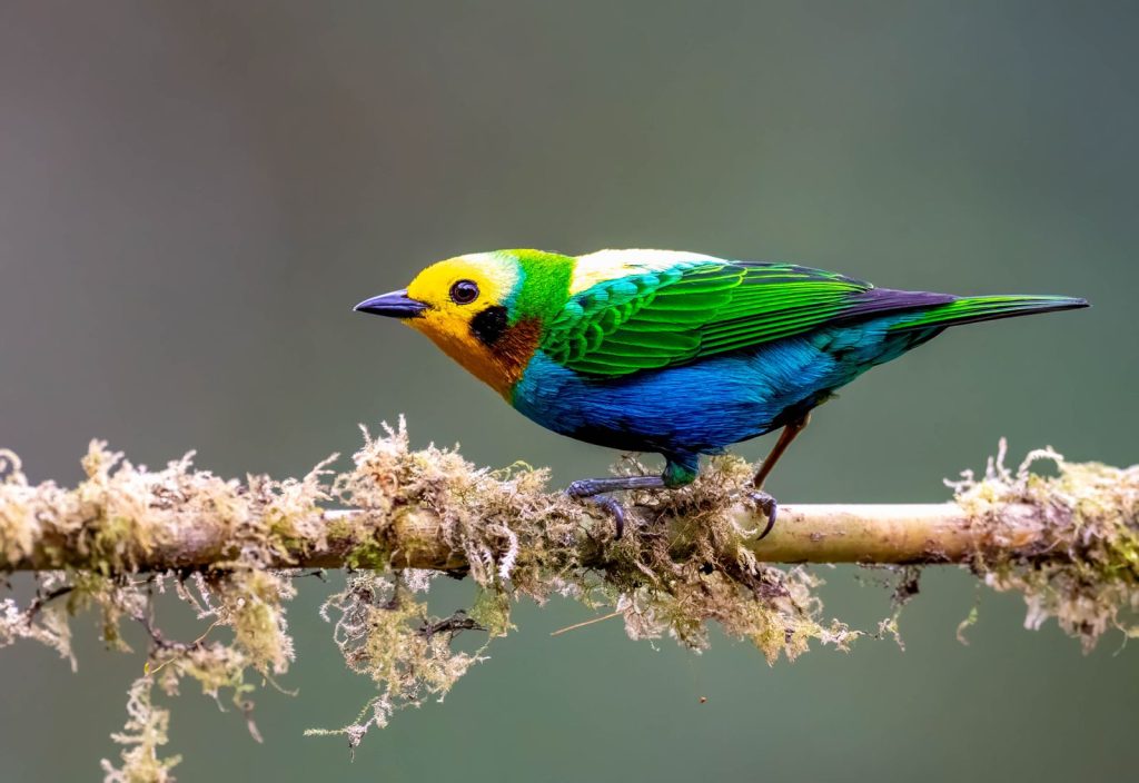 Risaralda reafirma su liderazgo como territorio de aves durante el Global Big Day 2026