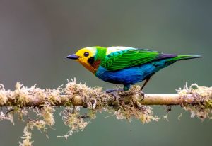 Risaralda reafirma su liderazgo como territorio de aves durante el Global Big Day 2026
