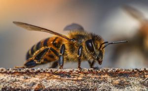 La CARDER celebró el Día Mundial de las Abejas reconociendo el gran papel de estas polinizadoras