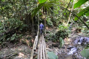 Los bosques tropicales de Risaralda: un patrimonio vivo que impulsa la biodiversidad