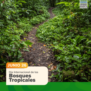 Día Internacional de los Bosques Tropicales