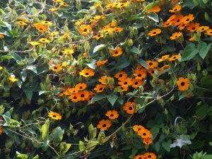·      La CARDER destaca la importancia de fortalecer las acciones de prevención, control y educación ambiental para enfrentar la expansión de especies de flora invasora que afectan la conservación de los recursos naturales y los servicios ecosistémicos en Risaralda.