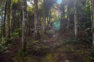 Los árboles: aliados indispensables para la vida y el futuro del planeta