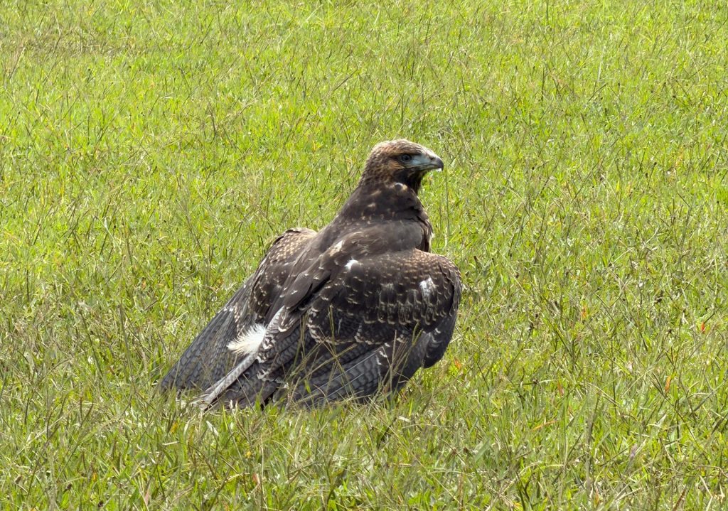 CARDER, Fundación Águilas de los Andes y Bioparque Ukumarí rescatan ‘águila paramuna’ hallada en La Florida