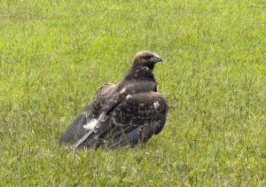 CARDER, Fundación Águilas de los Andes y Bioparque Ukumarí rescatan ‘águila paramuna’ hallada en La Florida