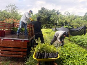 En dos pasos puede solicitar material vegetal a la CARDER para fortalecer la cobertura boscosa en Risaralda