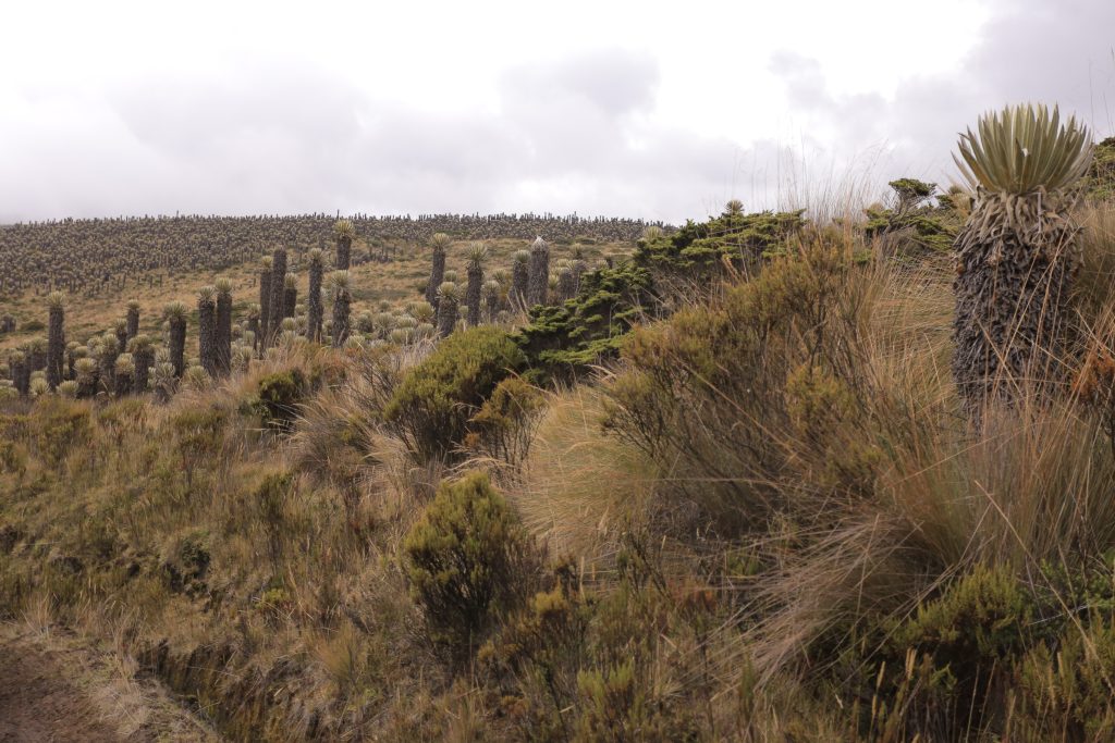 PNN Los Nevados: un patrimonio natural que garantiza el agua y la vida de Risaralda