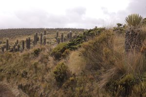 PNN Los Nevados: un patrimonio natural que garantiza el agua y la vida de Risaralda