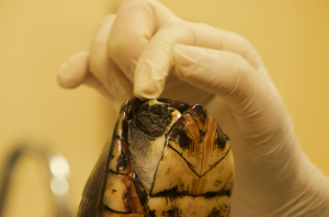 Cinco zarigüeyas, cuatro tortugas hicoteas y tres armadillos hacen parte de los 23 animales atendidos en el Hogar de Paso Arca de Noé de la CARDER, tras las afectaciones y el desplazamiento de fauna generados por el movimiento sísmico.