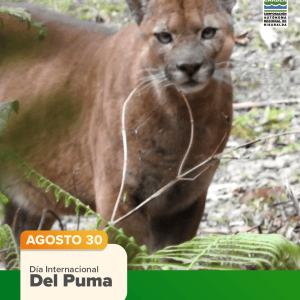 Día Internacional del Puma