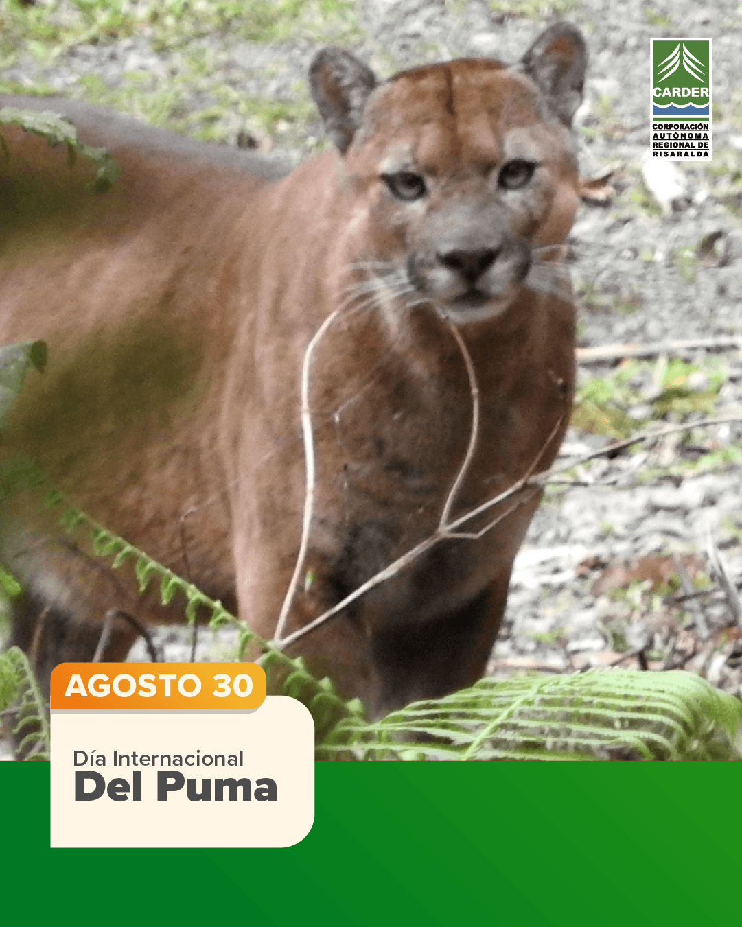 Día Internacional del Puma