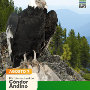 Día internacional del Condor Andino
