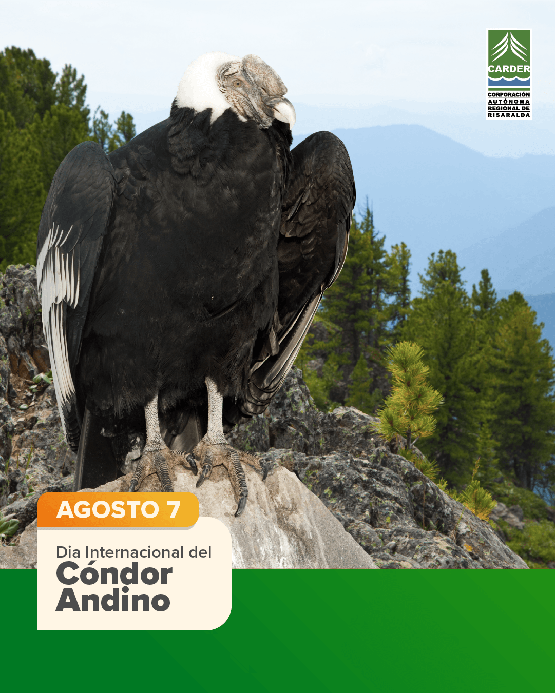 Día internacional del Condor Andino