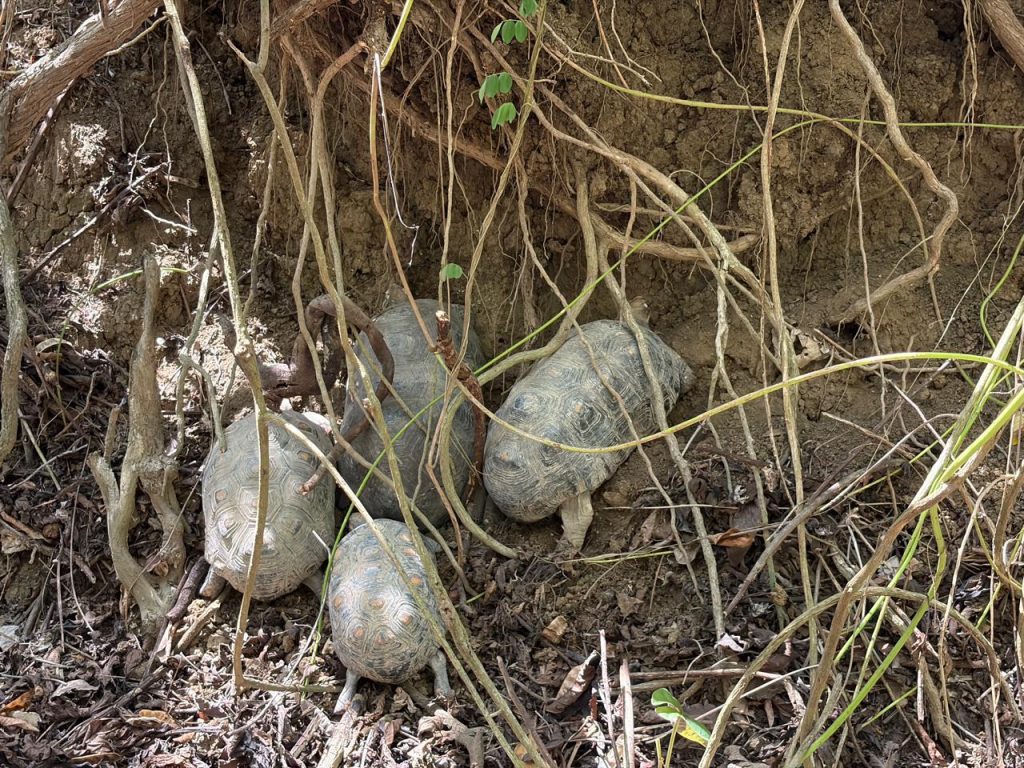 Del Arca de Noé de la CARDER - Ukumarí a una nueva vida: 72 animales silvestres fueron liberados y reubicados en Cartagena
