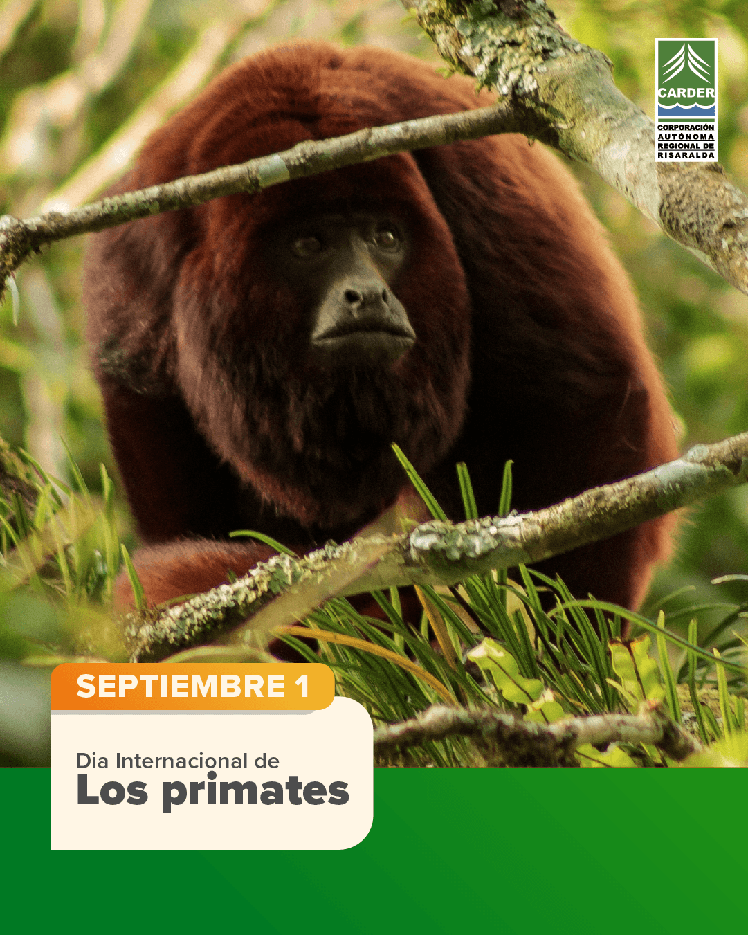 Día Internacional de los Primates